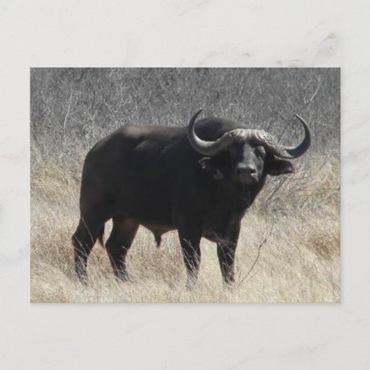 Buffalo in Südafrika Postkarte (Vorderseite)