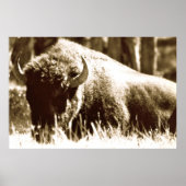Buffalo in Yellowstone Poster (Vorne)