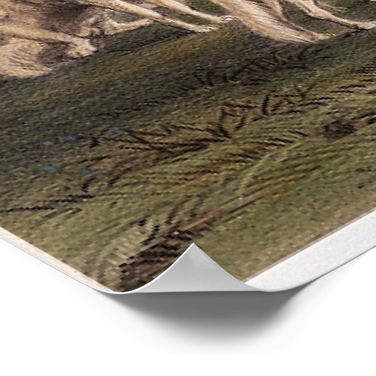 Buffalo-Jagd, weiße Wölfe greifen ein Buffalo an Poster (Ecke)