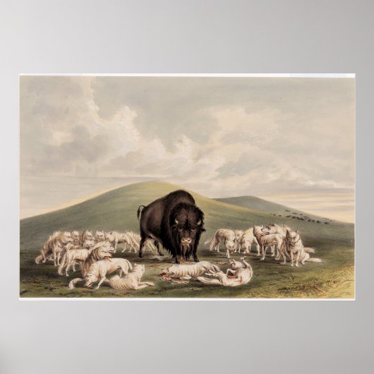 Buffalo-Jagd, weiße Wölfe greifen ein Buffalo an Poster (Vorne)