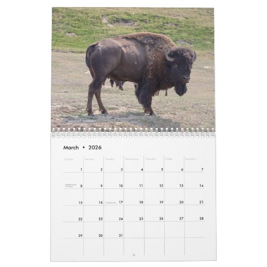 Buffalo Kalender (Mär 2026)