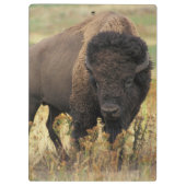 Buffalo Klemmbrett (Rückseite)