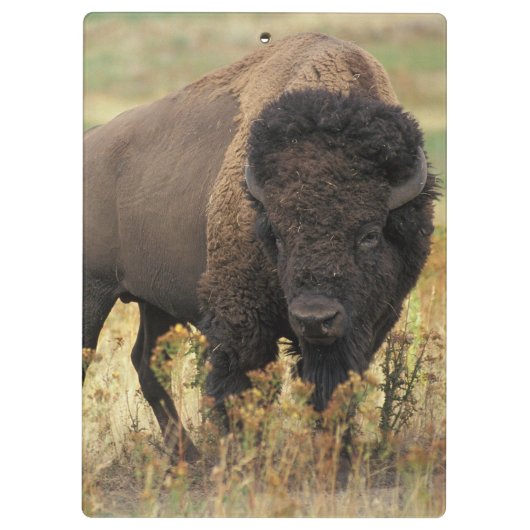 Buffalo Klemmbrett (Rückseite)