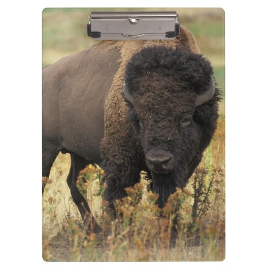 Buffalo Klemmbrett (Vorderseite)