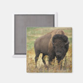 Buffalo Magnet (Vorderseite/Rückseite)