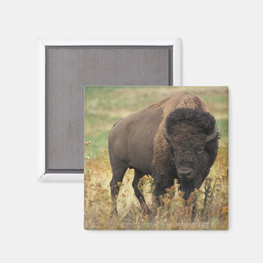 Buffalo Magnet (Vorderseite/Rückseite)