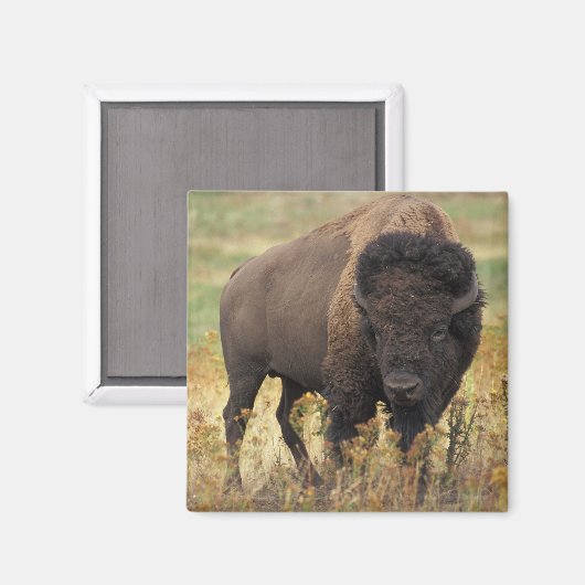 Buffalo Magnet (Vorderseite/Rückseite)