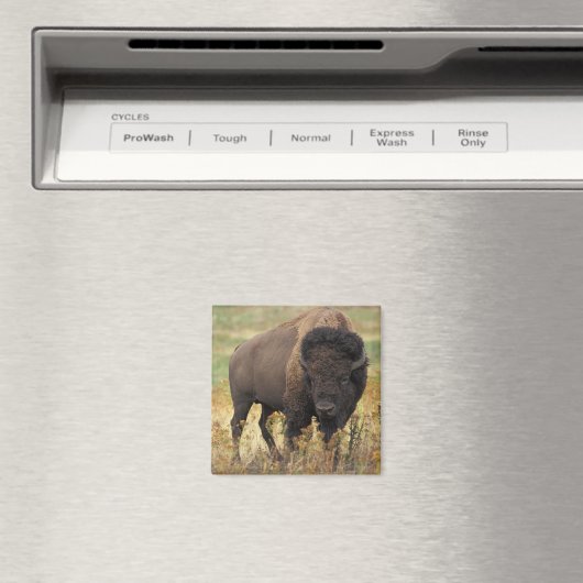 Buffalo Magnet (In Situ (Geschirrspüler))