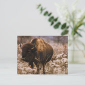 BUFFALO - MINNEOPA STAAT PARK - MINNESOTA USA POSTKARTE (Stehend Vorderseite)