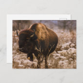 BUFFALO - MINNEOPA STAAT PARK - MINNESOTA USA POSTKARTE (Vorne/Hinten)