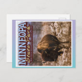 BUFFALO - MINNEOPA STAAT PARK - MINNESOTA USA POSTKARTE (Vorne/Hinten)