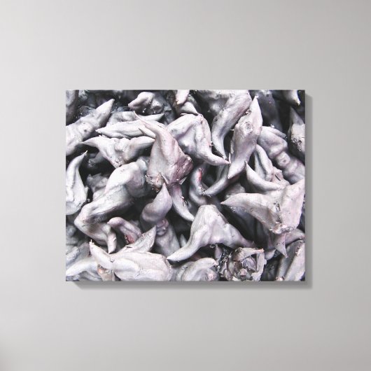 Buffalo Nuts - Water Caltrop Leinwanddruck (Vorderseite)