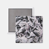 Buffalo Nuts - Water Caltrop Magnet (Vorderseite/Rückseite)