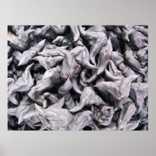 Buffalo Nuts - Water Caltrop Poster