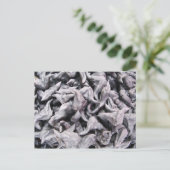 Buffalo Nuts - Water Caltrop Postkarte (Stehend Vorderseite)