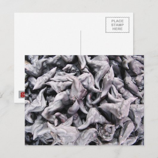 Buffalo Nuts - Water Caltrop Postkarte (Vorne/Hinten)