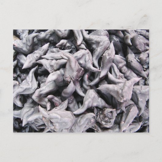 Buffalo Nuts - Water Caltrop Postkarte (Vorderseite)