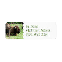 Buffalo Picture Mailing Labrador