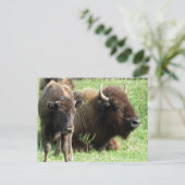 Buffalo Picture Postcard Postkarte (Stehend Vorderseite)