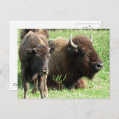 Buffalo Picture Postcard Postkarte (Vorne/Hinten)