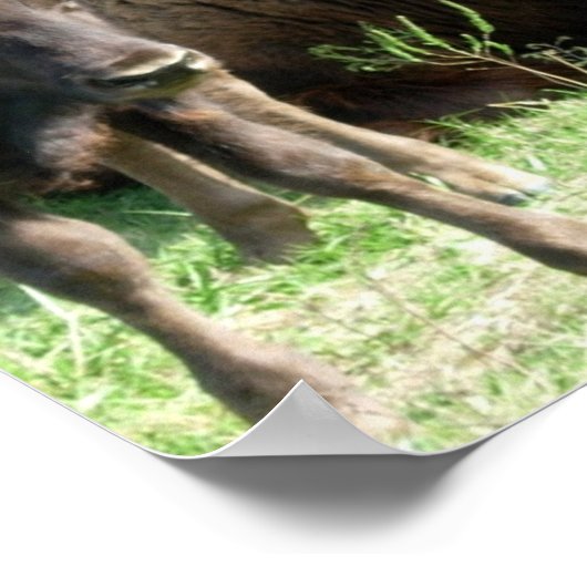 Buffalo Picture Poster Print (Ecke)