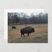Buffalo Postcard Postkarte (Vorne/Hinten)