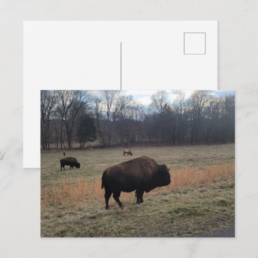 Buffalo Postcard Postkarte (Vorne/Hinten)