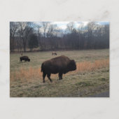 Buffalo Postcard Postkarte (Vorderseite)