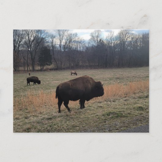 Buffalo Postcard Postkarte (Vorderseite)
