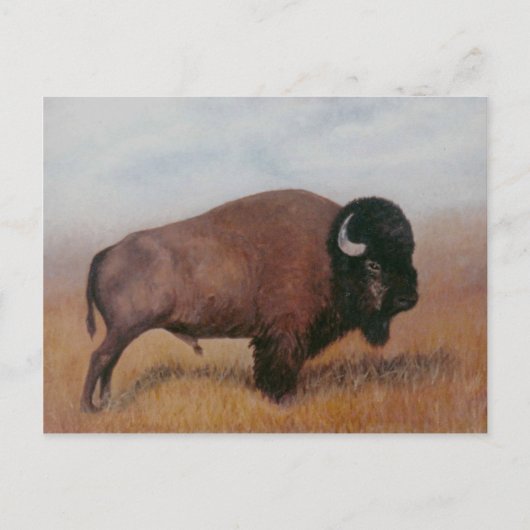 Buffalo Postcard Postkarte (Vorderseite)