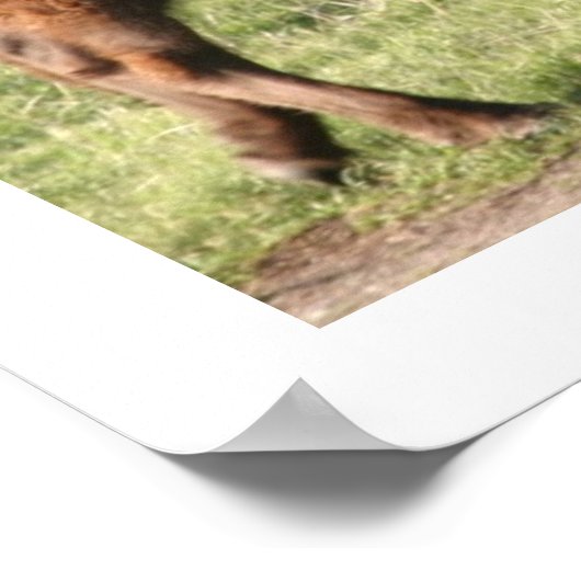 Buffalo Poster (Ecke)