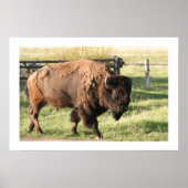 Buffalo Poster (Vorne)