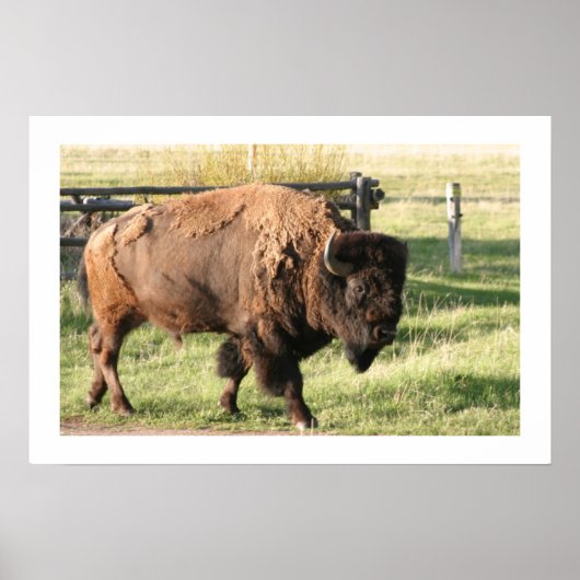 Buffalo Poster (Vorne)