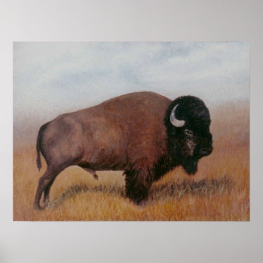 Buffalo Poster (Vorne)