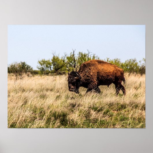 Buffalo Poster (Vorne)