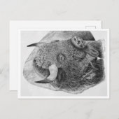 Buffalo Postkarte (Vorne/Hinten)