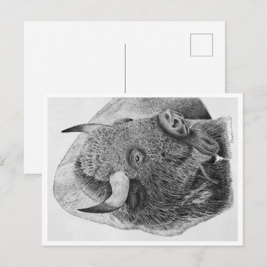 Buffalo Postkarte (Vorne/Hinten)