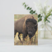 Buffalo Postkarte (Stehend Vorderseite)