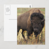 Buffalo Postkarte (Vorne/Hinten)