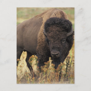 Buffalo Postkarte