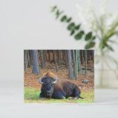 Buffalo Postkarte (Stehend Vorderseite)