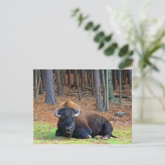 Buffalo Postkarte (Stehend Vorderseite)