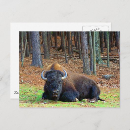 Buffalo Postkarte (Vorne/Hinten)