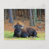 Buffalo Postkarte (Vorderseite)