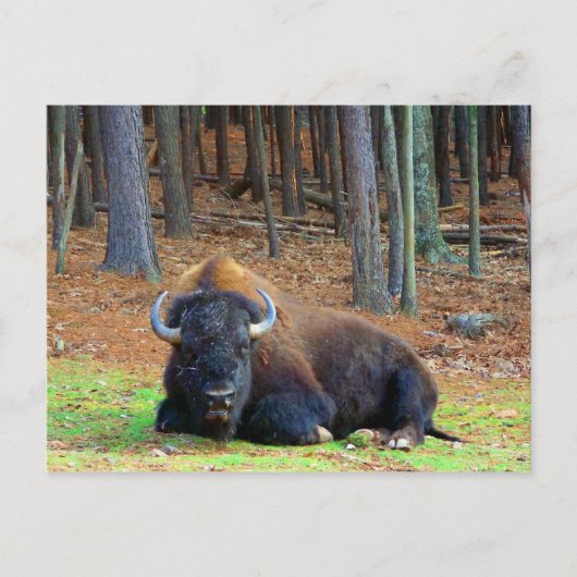 Buffalo Postkarte (Vorderseite)