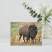 Buffalo Postkarte (Stehend Vorderseite)