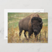 Buffalo Postkarte (Vorne/Hinten)