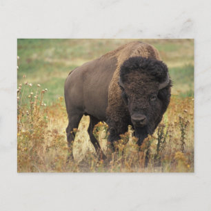Buffalo Postkarte