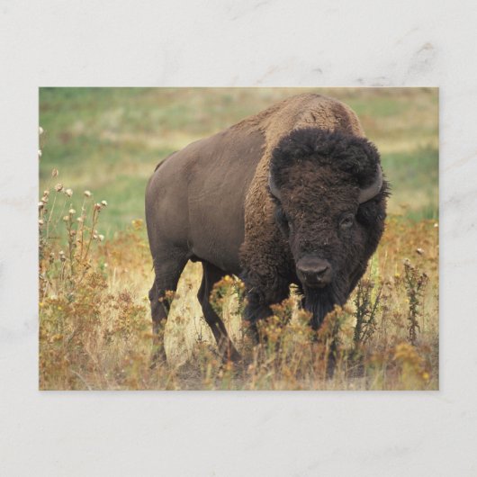 Buffalo Postkarte (Vorderseite)