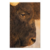 Buffalo-Profil Fotodruck (Vorne)